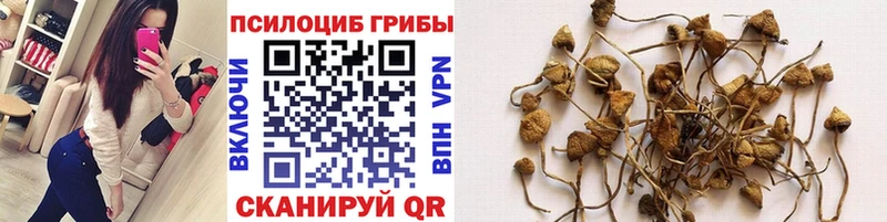 Галлюциногенные грибы Psilocybe  наркошоп  Пестово 